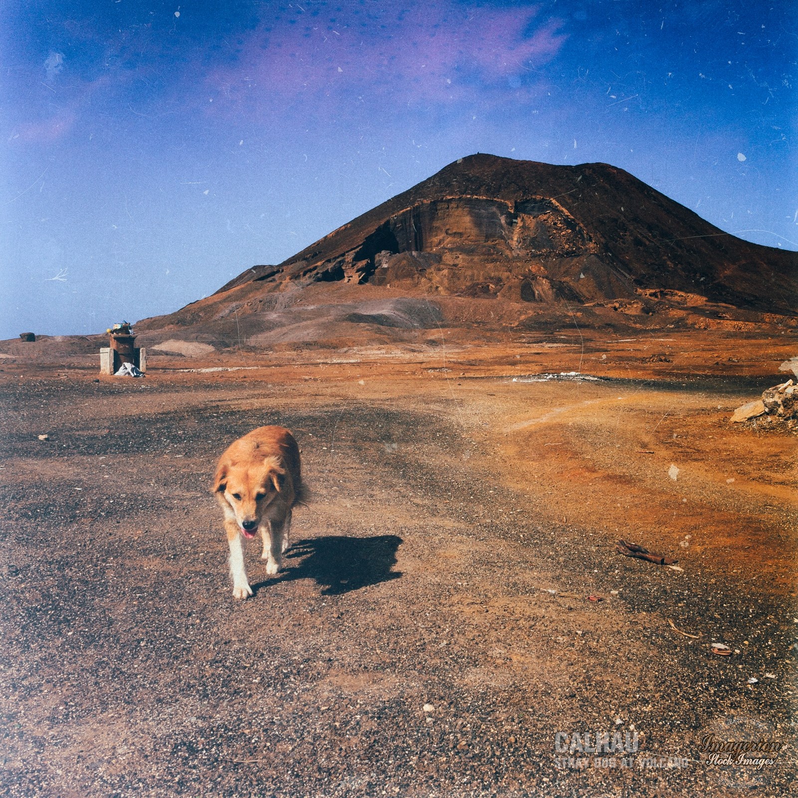Stray dog walking near the volcano
