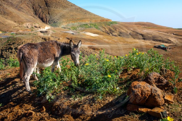 Donkey eating thistle, Santo Antao landscape